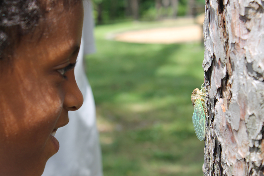 Cicadas at Anchor Park